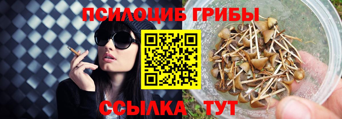 Псилоцибиновые грибы Psilocybine cubensis Тейково